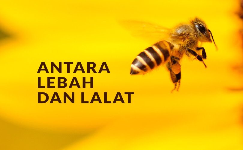 ANTARA LEBAH DAN LALAT