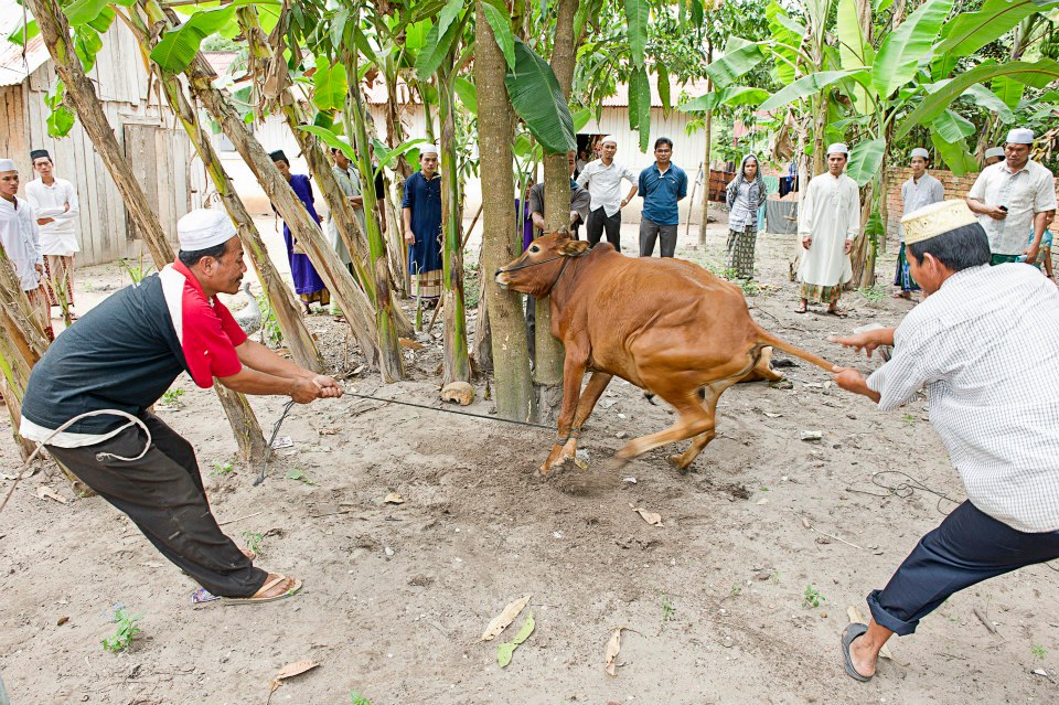 KURBAN ATAU HANYA KORBAN?