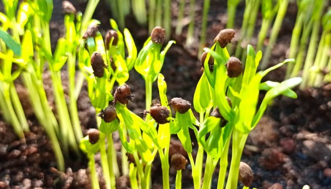 BERKEBUN KETIKA PANDEMIK, SEBUAH PROSES MENGENALI KENDIRI