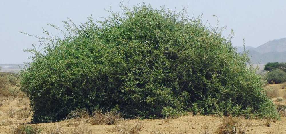 HABITAT POHON GHARQAD YANG BANYAK DITANAM ORANG ISRAEL