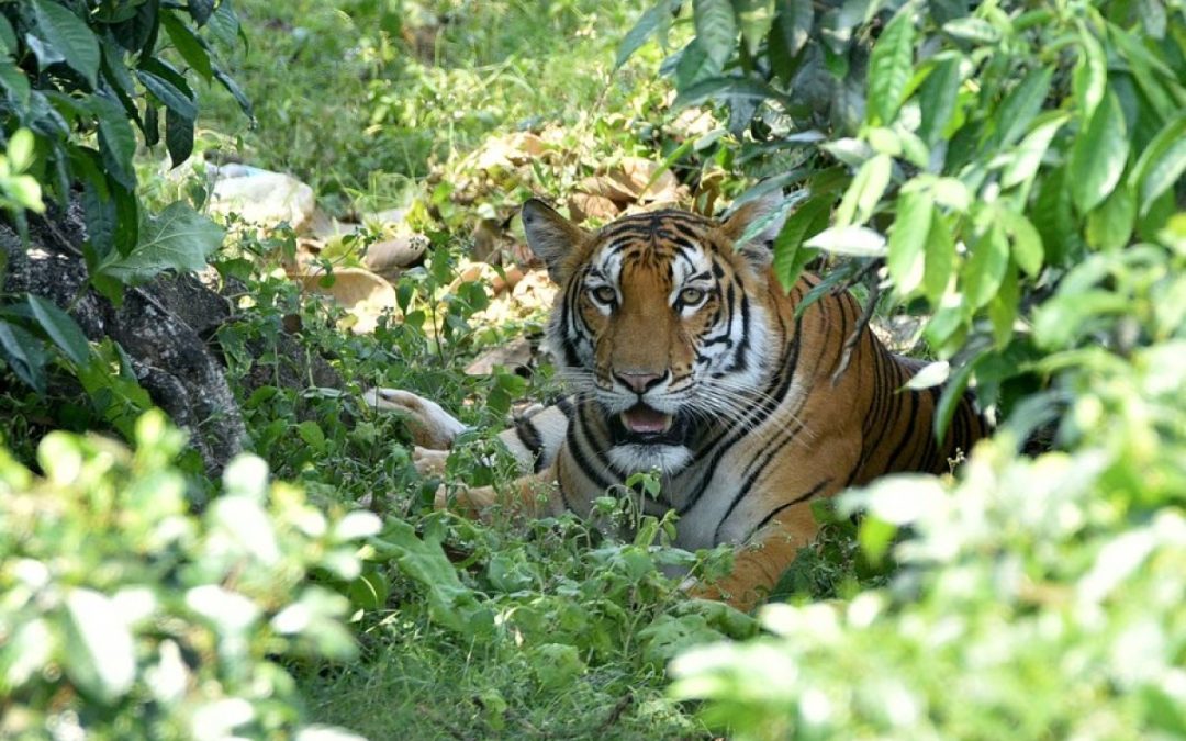 SEEKOR HARIMAU