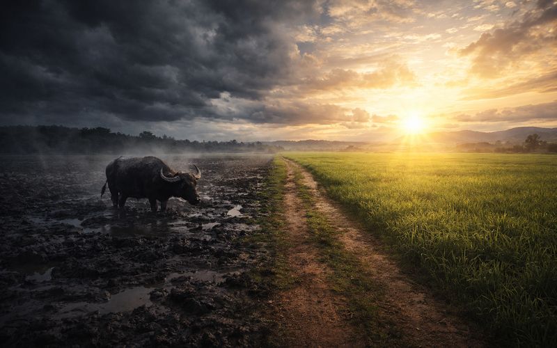 KEBIASAAN ALA KERBAU